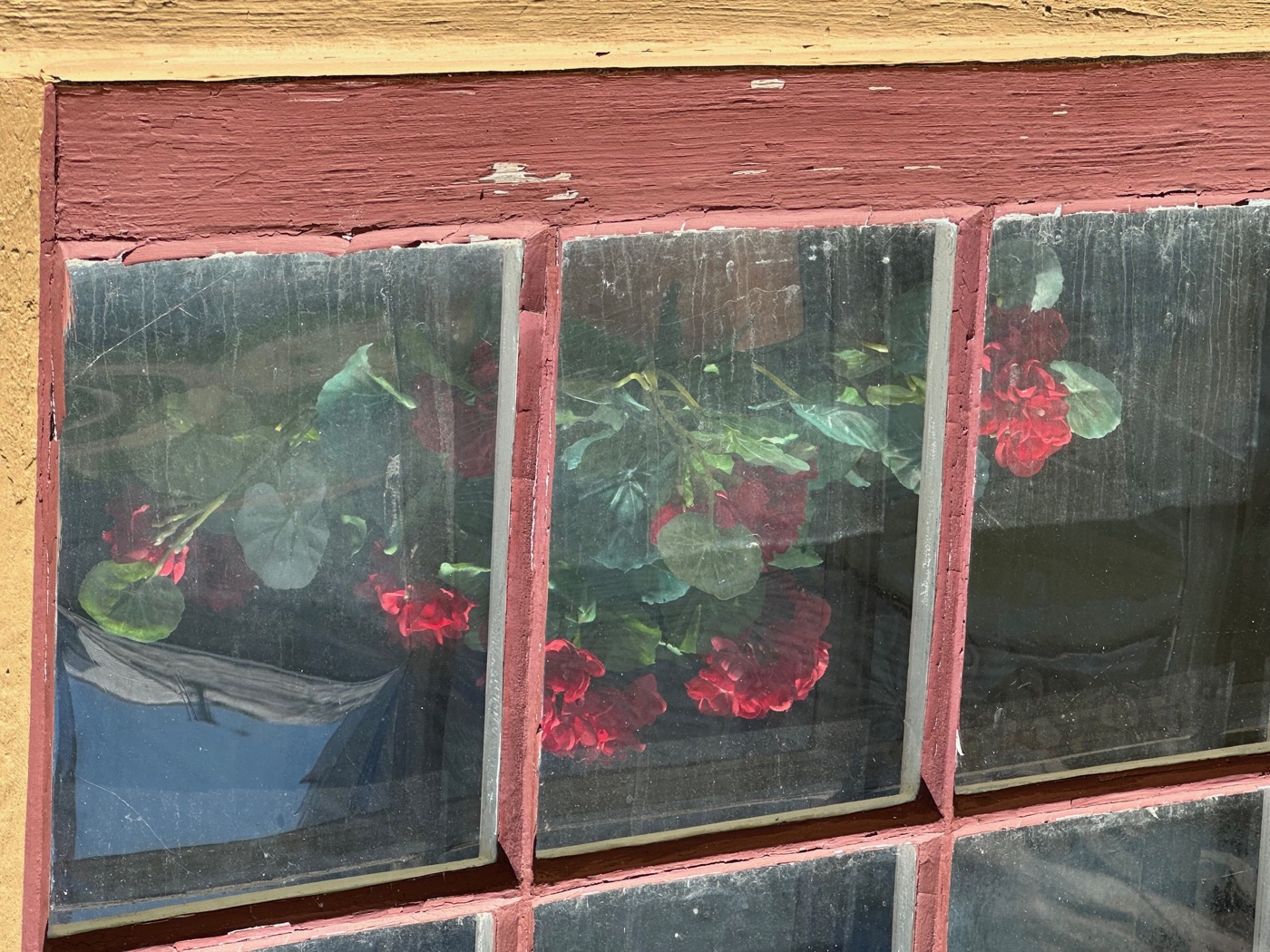 Red geraniums behind the old window panes of a Shaker building at Canterbury Shaker Village.