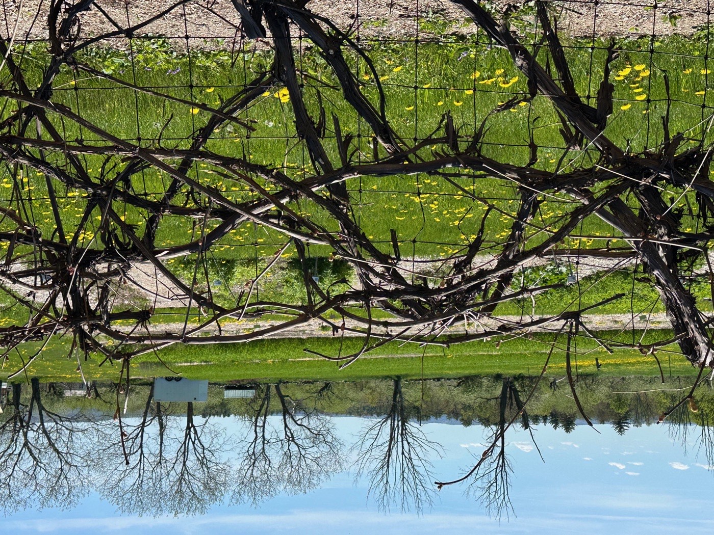 Branches and a meadow of yellow flowers mirrored in still water at Canterbury Shaker Village, New Hampshire.