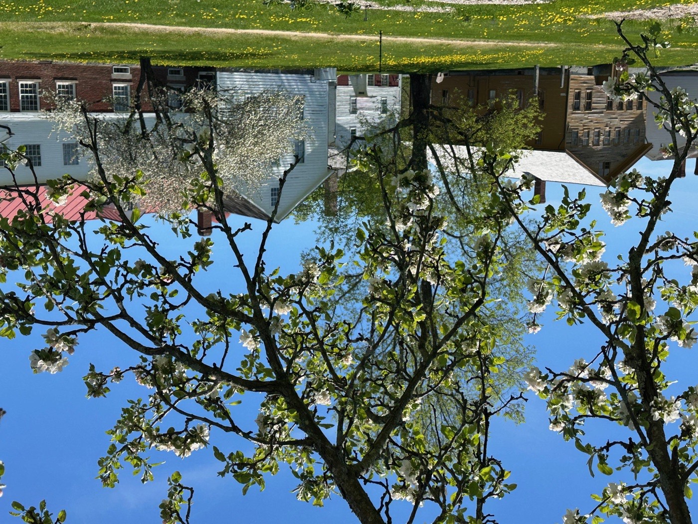 Apple blossoms and village buildings reflected in water at Canterbury Shaker Village, New Hampshire.