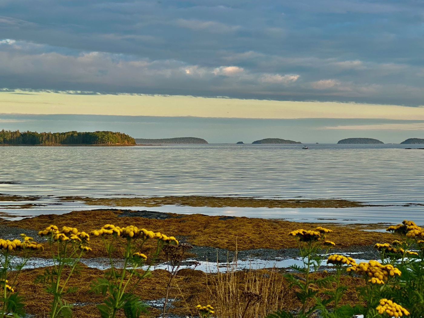 Low islands and a wooded point across calm water at dusk, seen over a foreground of yellow tansy and seaweed covered ledge on the way to Northeast Harbor.