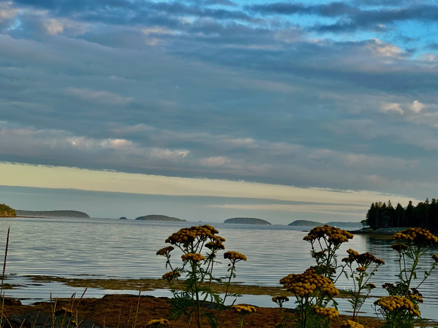 Yellow tansy blooming on the shore at low tide, with a chain of small spruce topped islands on the horizon under a pink and blue evening sky.