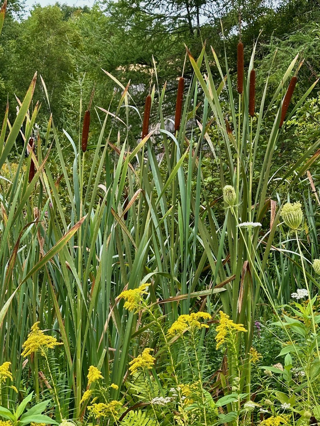 Cattails and goldenrod growing thick along the edge of a wet meadow, with evergreens and a glimpse of a rooftop beyond.