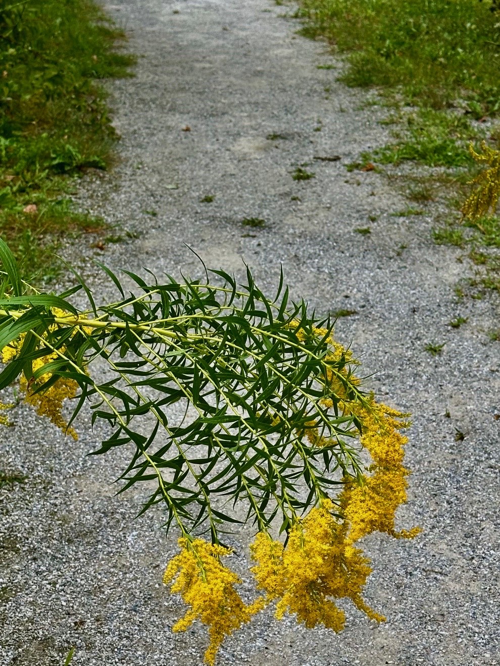 A single arching spray of goldenrod leaning across a gravel path at the Langlais Art Preserve.