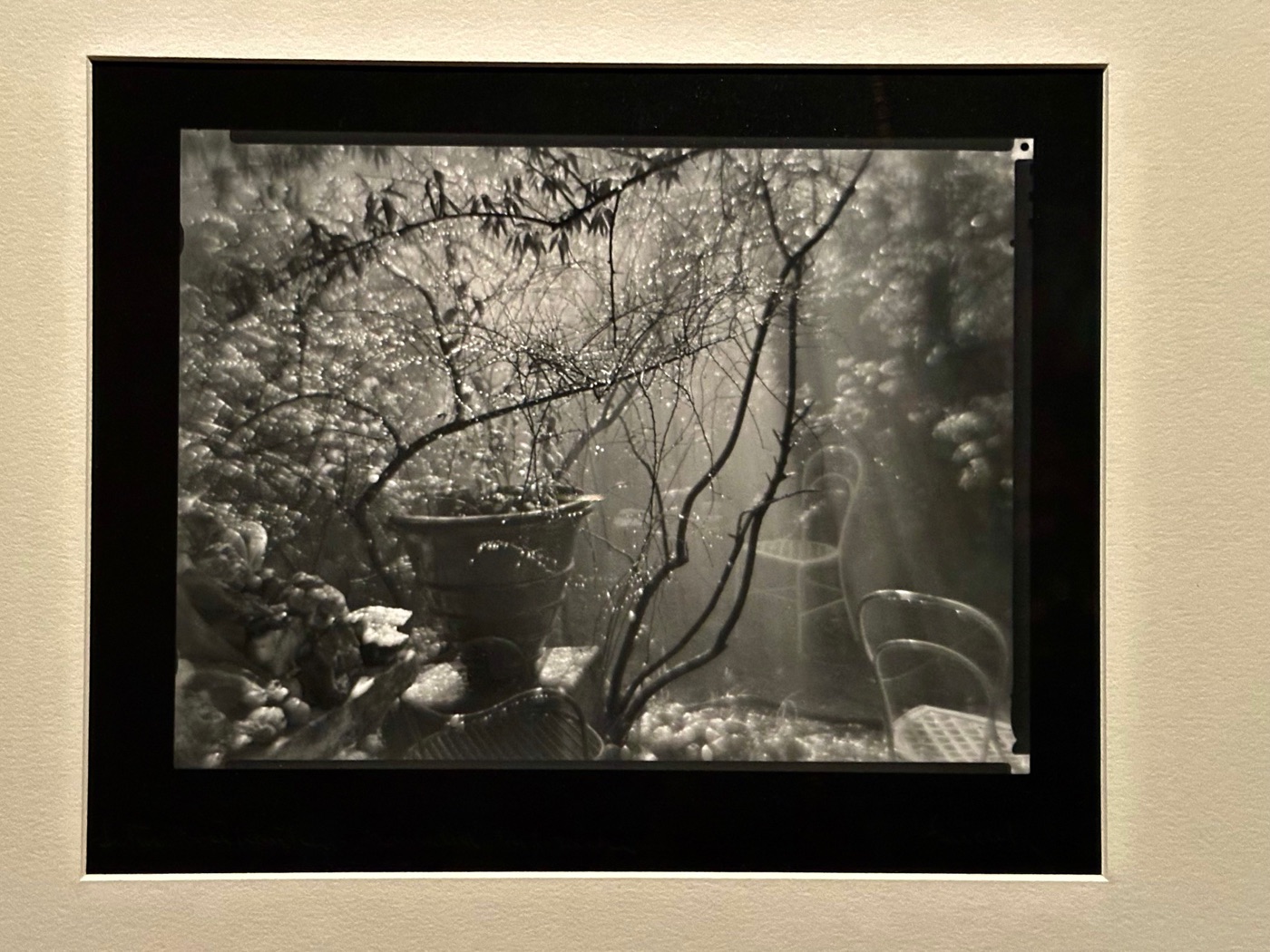 A vintage black-and-white photograph of a potted plant in a dewy garden, on view at the MFA, Boston.