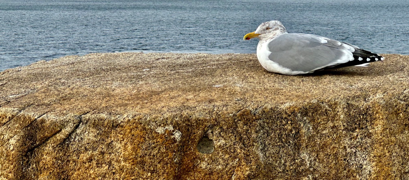 A gull at rest on a granite ledge by the water in Rockport, Massachusetts.
