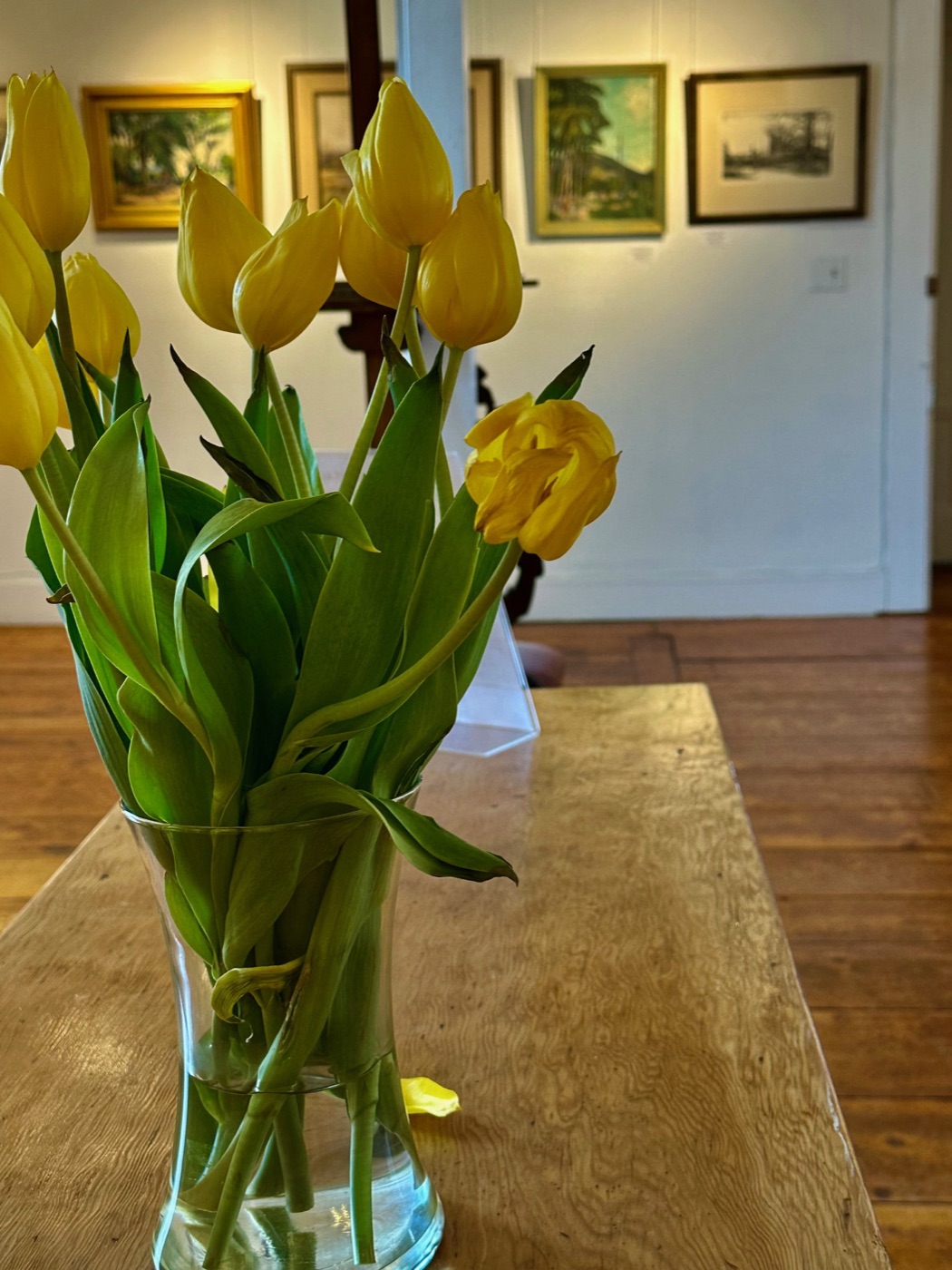 Yellow tulips in a glass vase on a wooden table, paintings behind, at the Rockport Art Association.